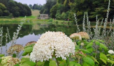image of big white flower
