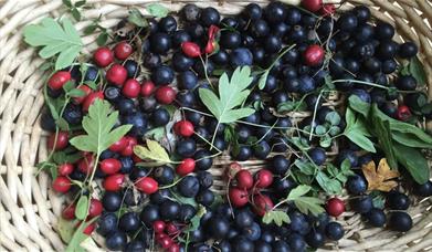 berries in a basket