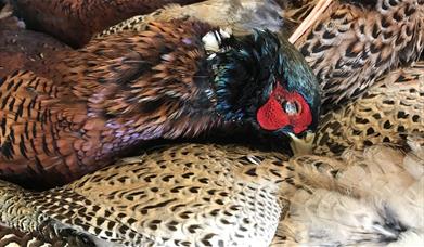 dead pheasents