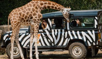 Longleat teambuilding