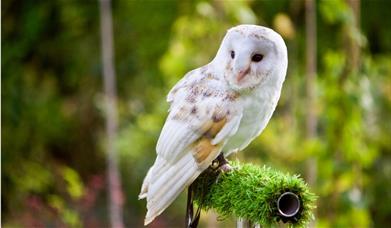 Photo of an owl by Petra Sorgo