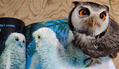 A Southern White-faced owl stands on the book Owl Babies and looks up at the camera