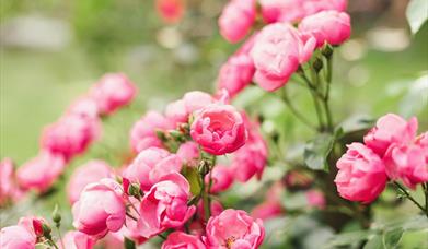 The L'Occitane Wellness Retreat