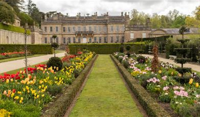 Tulips in front of a historic house