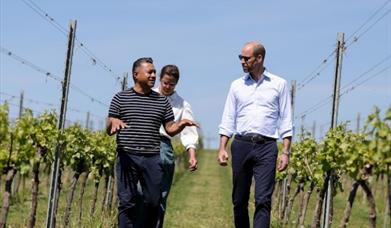 Vineyard Community Day - Leaf stripping (Sunday 3rd August)