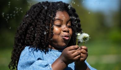 little girl blowing the seeds from a dandelion flower