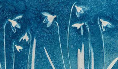 Image showing a botanical cyanotype print