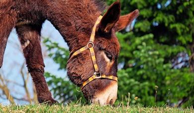 Side view of a donkey eating grass 