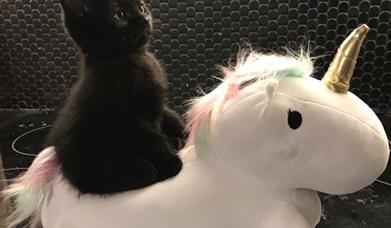 Black cat sitting on a unicorn-shaped cushion with a textured wall in the background