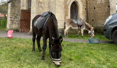 Brown donkey eating grass next to a barn