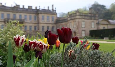 Tulips in front of a historic house