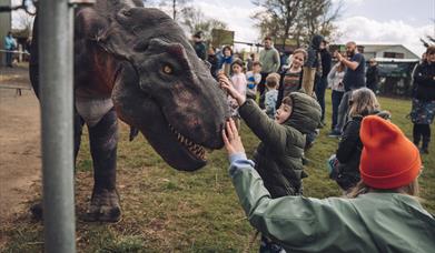 A young child in a green dinosaur-themed jacket reaches out to touch the nose of a realistic animatronic T-Rex at an outdoor dinosaur event. The child