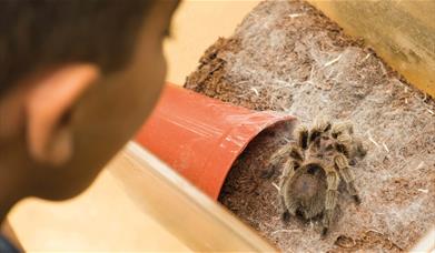 ZooLab UK Creepy Critters