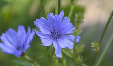 Purple chicory flower with green leaf background