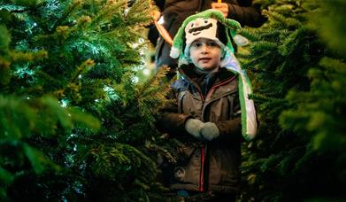 Little boy wearing hat in christmas tree maze