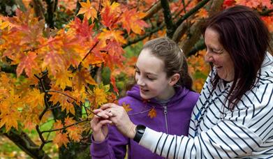 two people looking closely at autumn leaves in tree