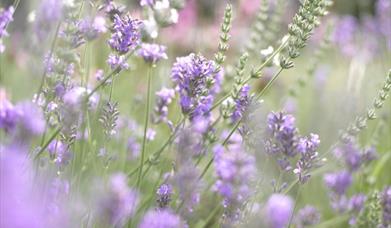 Lucknam Park Lavender