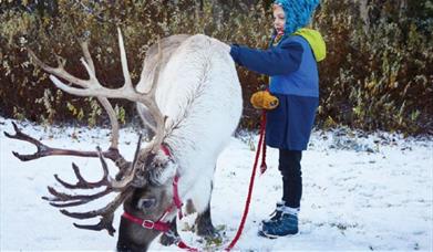 Reindeer feeding in the snow next to child