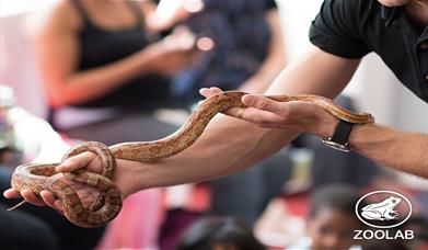 A man holding an orange snake