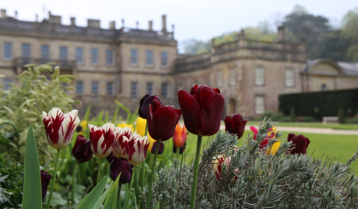 Tulips in front of a historic house