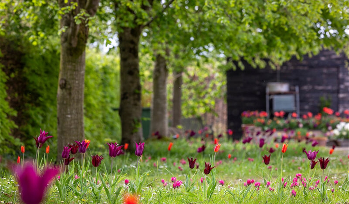 Early Spring Plant Fair