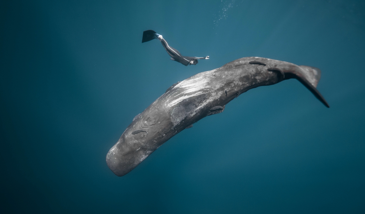 A photo of a snorkeler swimming with a whale