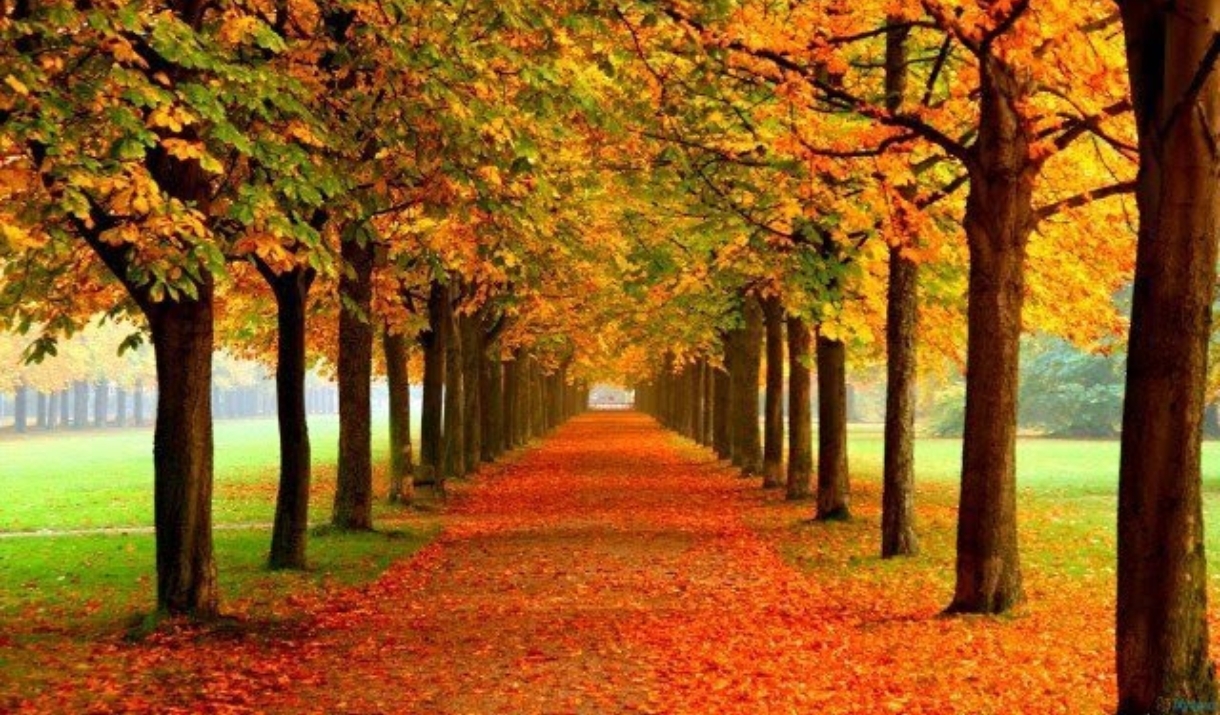 Trees