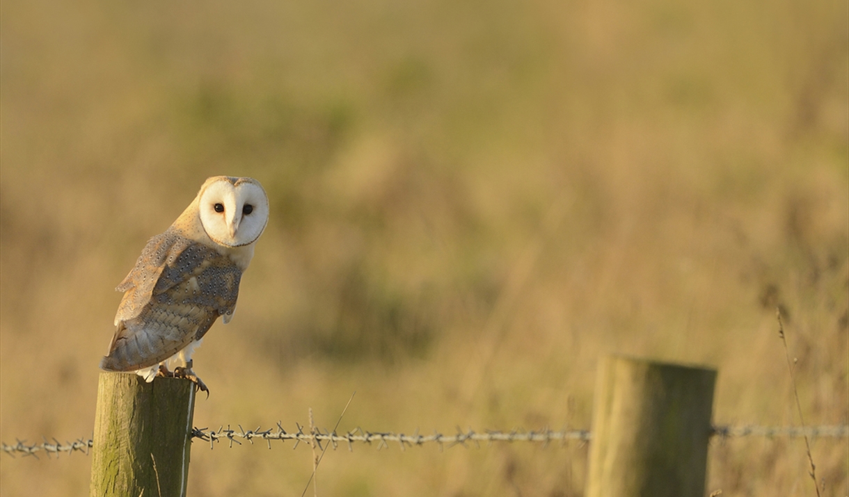 A Barn Owl sat on a fence post