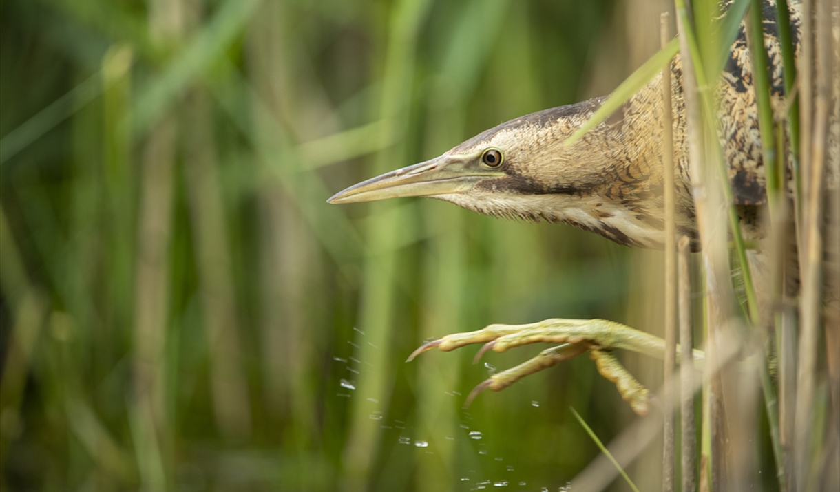 Bittern poking its head and a foot through green reeds over water.