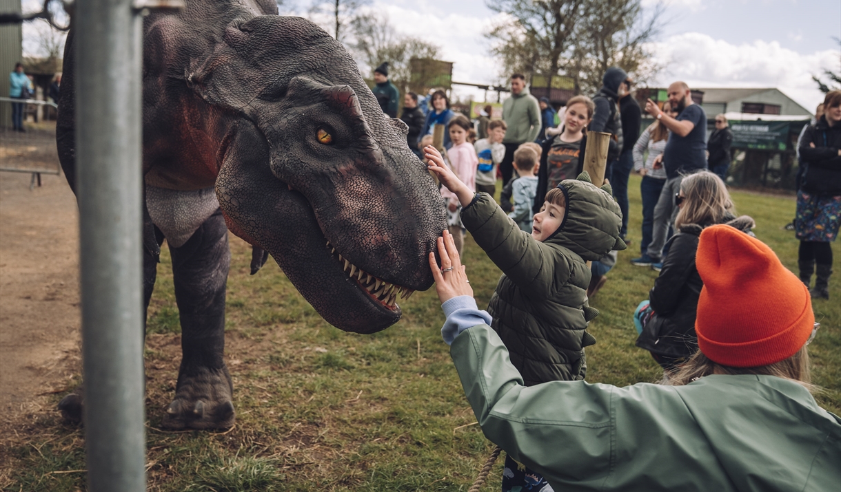 A young child in a green dinosaur-themed jacket reaches out to touch the nose of a realistic animatronic T-Rex at an outdoor dinosaur event. The child