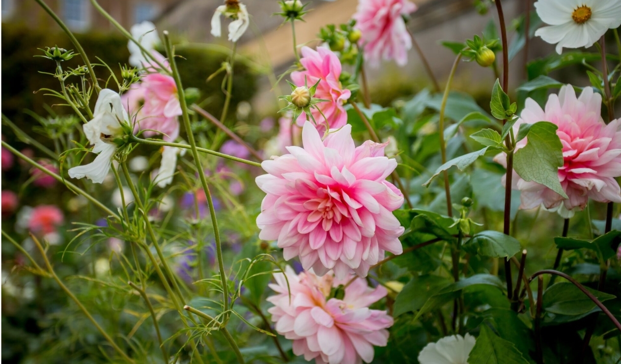 Dahlia in the South Gardens