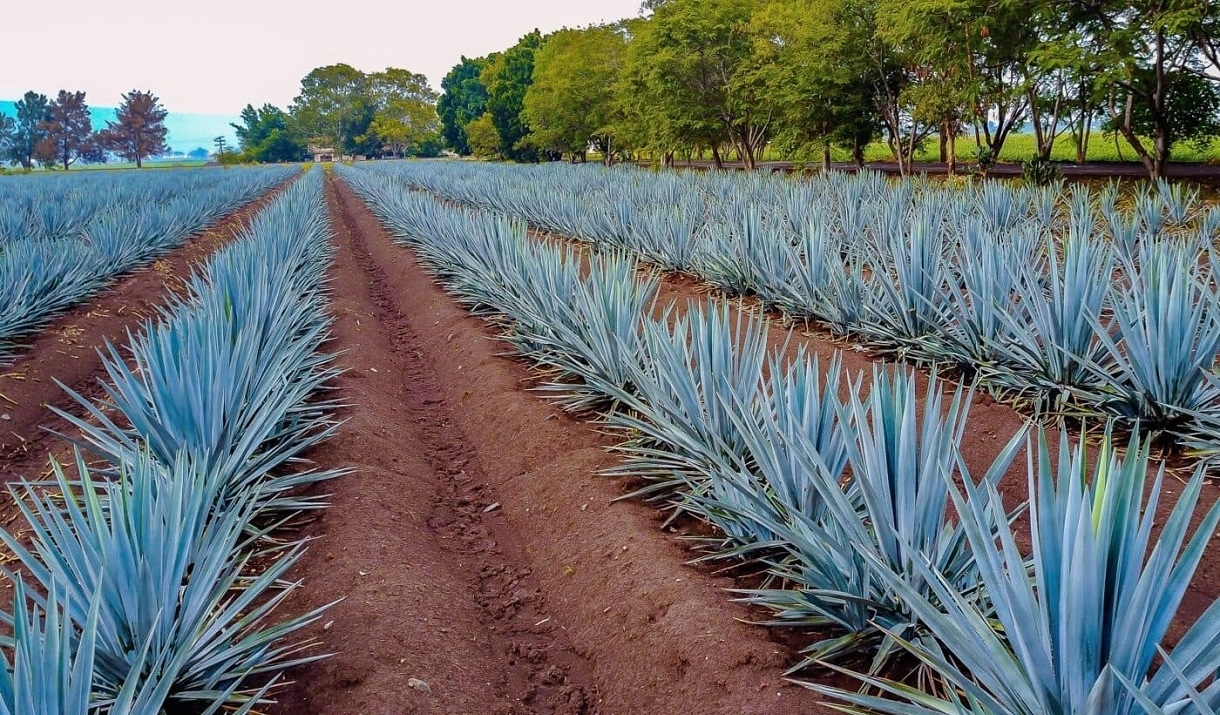 An image of an agave field