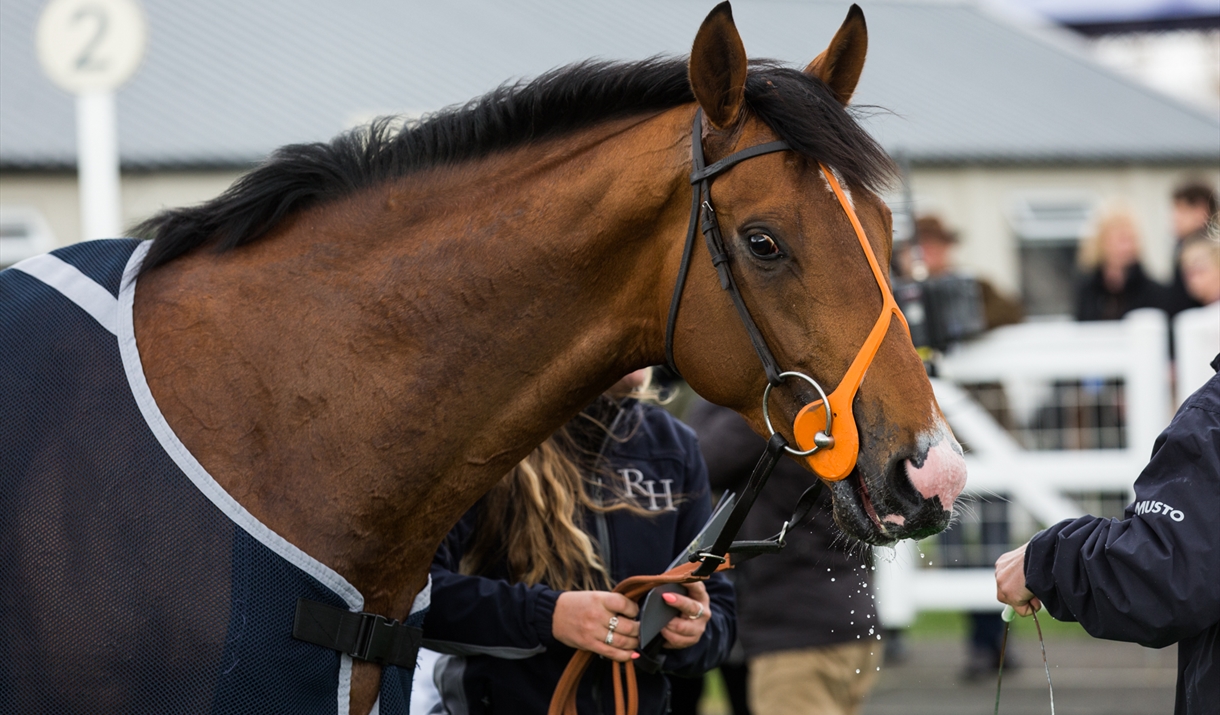 Autumn Afternoon Racing