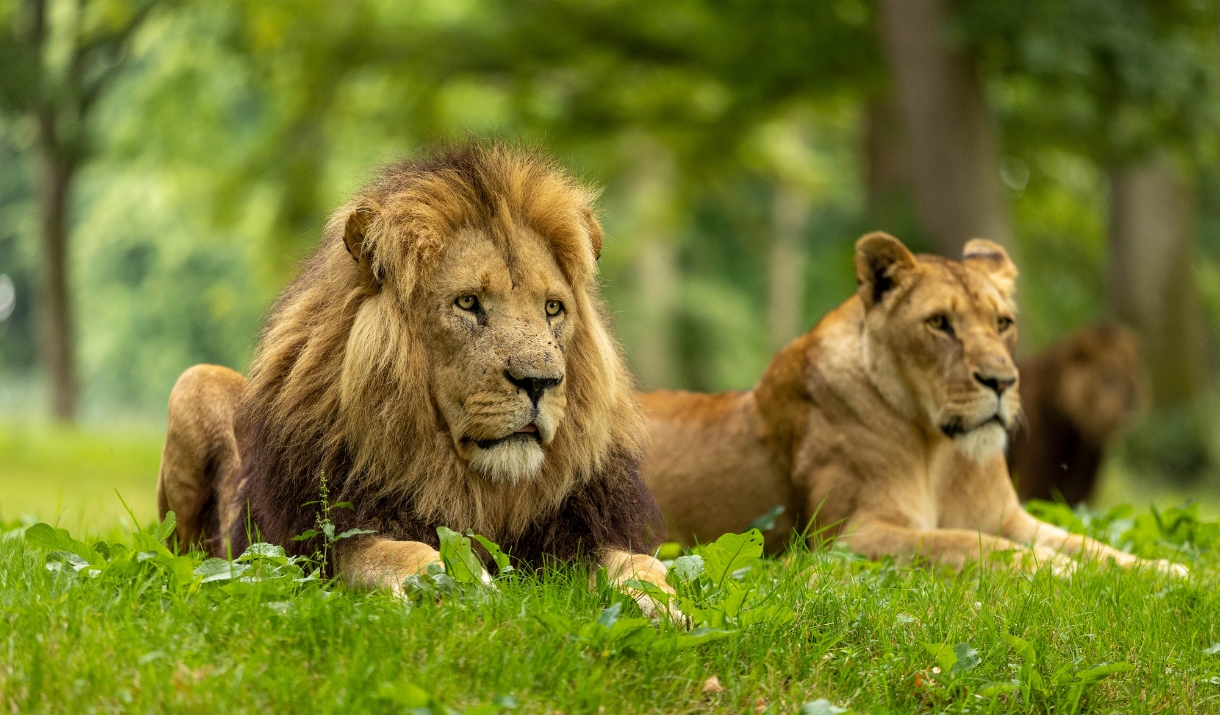 Lions on the grass