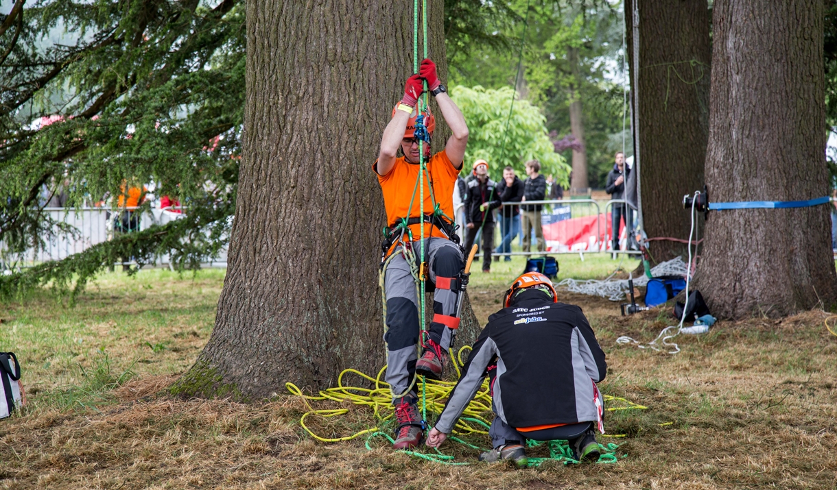 tree climbers at base of large tree
