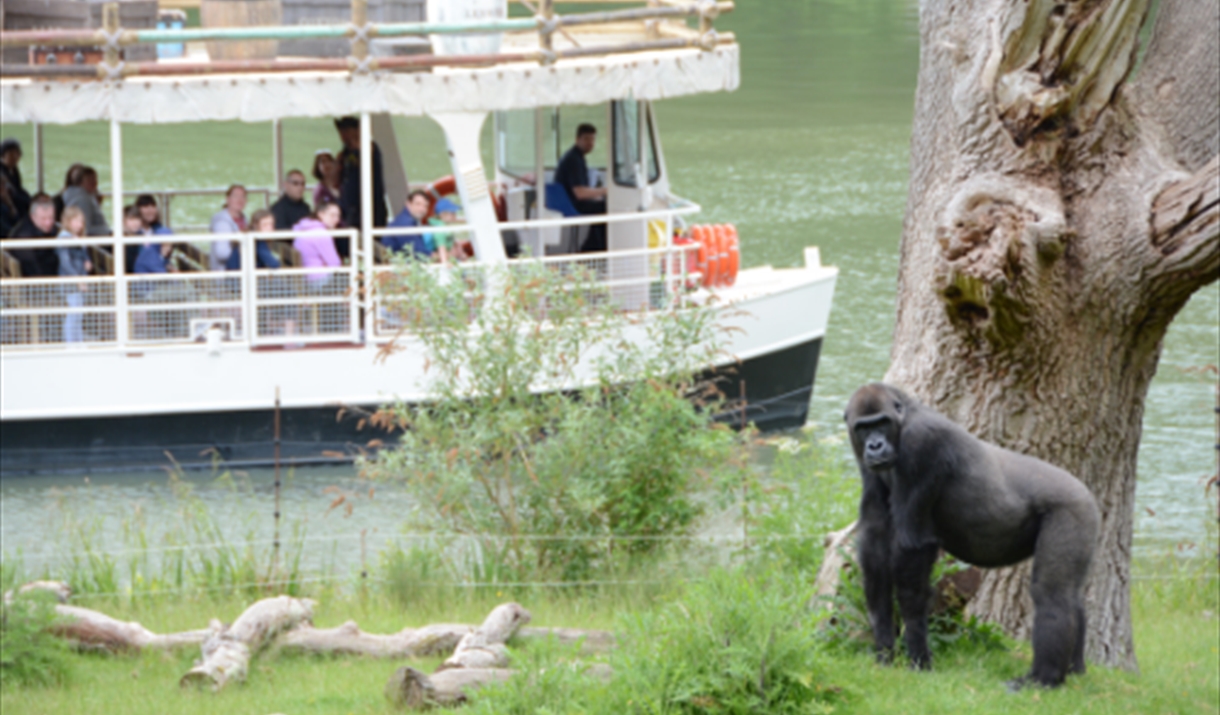 Jungle Cruise at Longleat