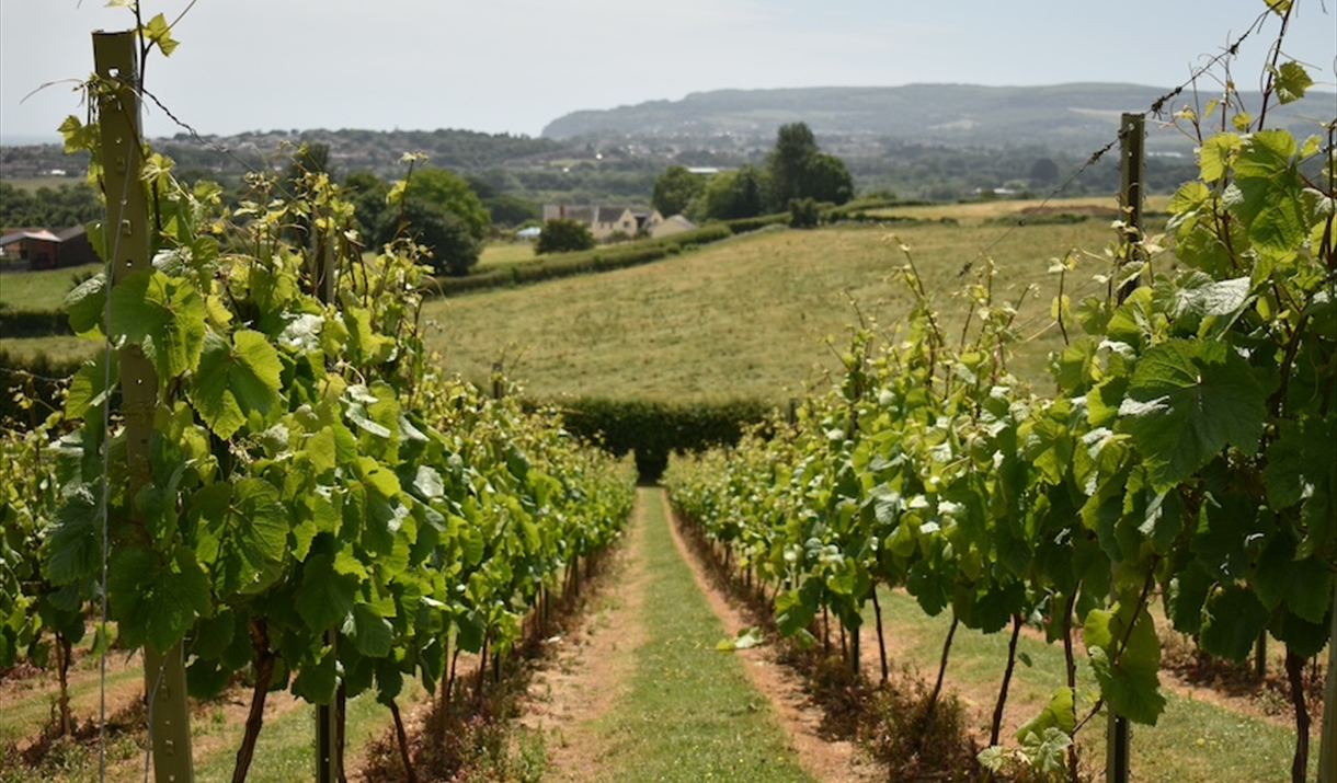 Cotswolds Vineyards & Wine Tasting Tour