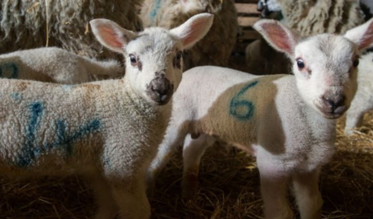 White lambs with blue spray paint markings