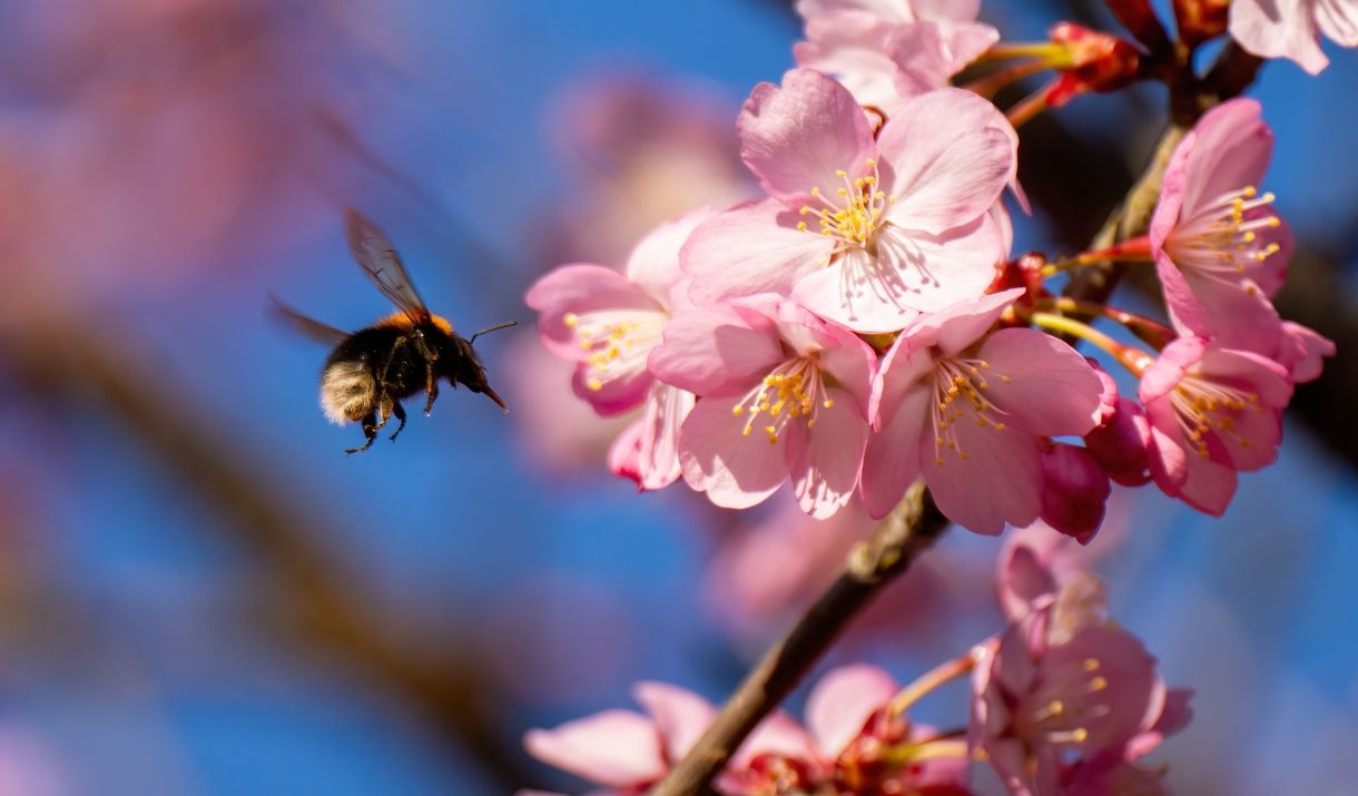 a bee hovering around a blossom