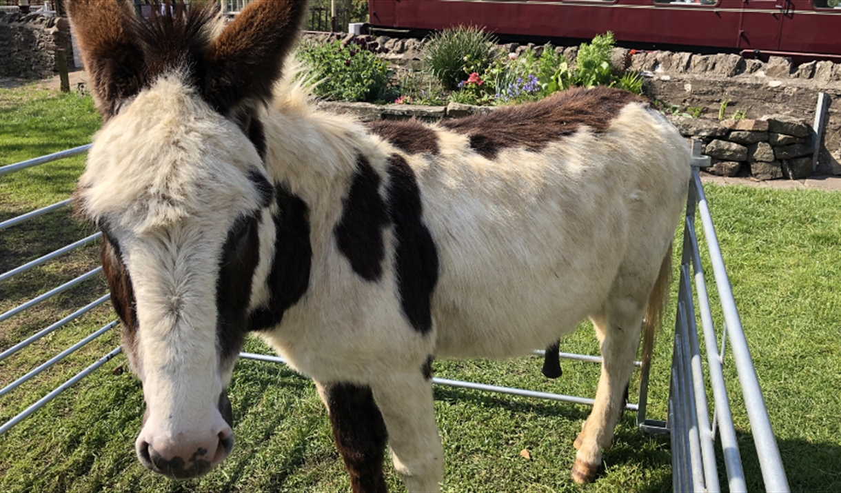 White donkey with brown spots