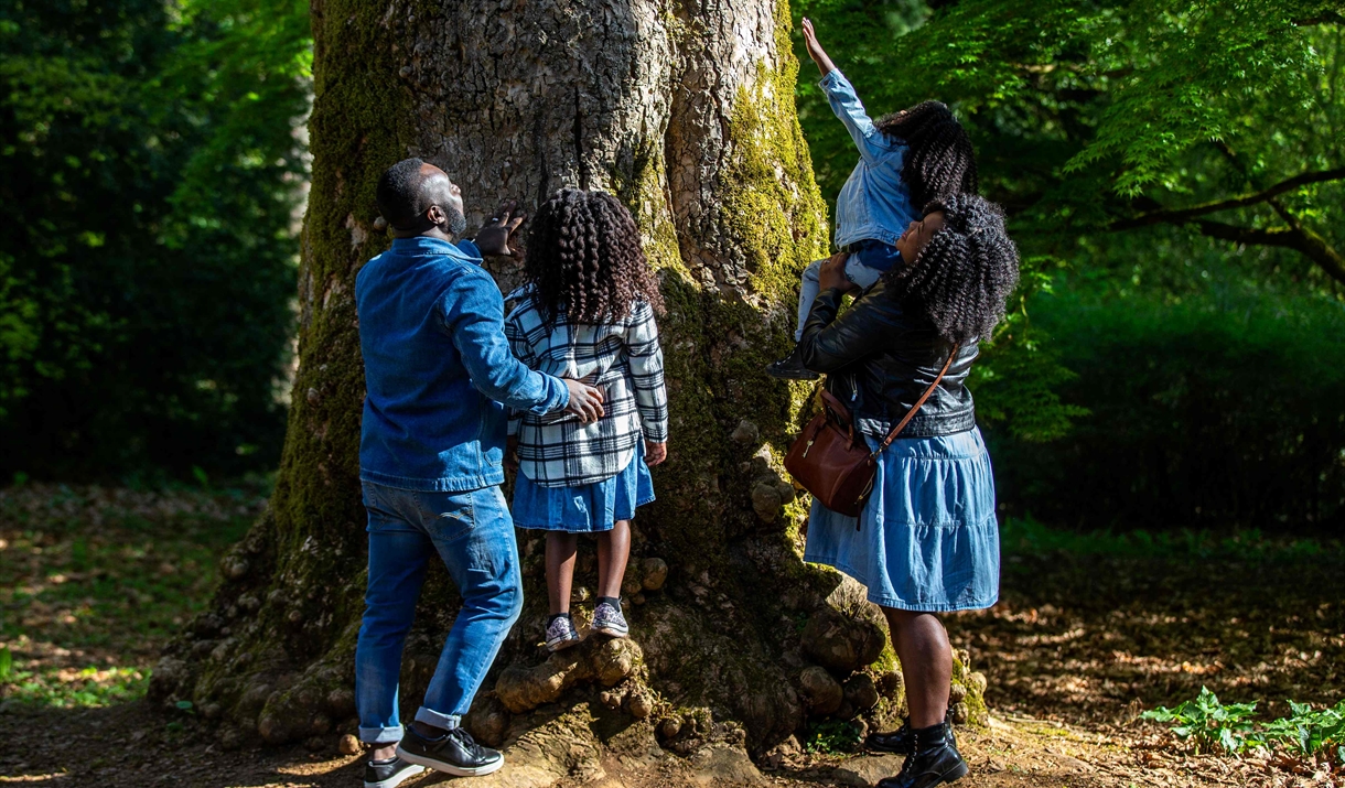 man and child gaze up from foot of tree