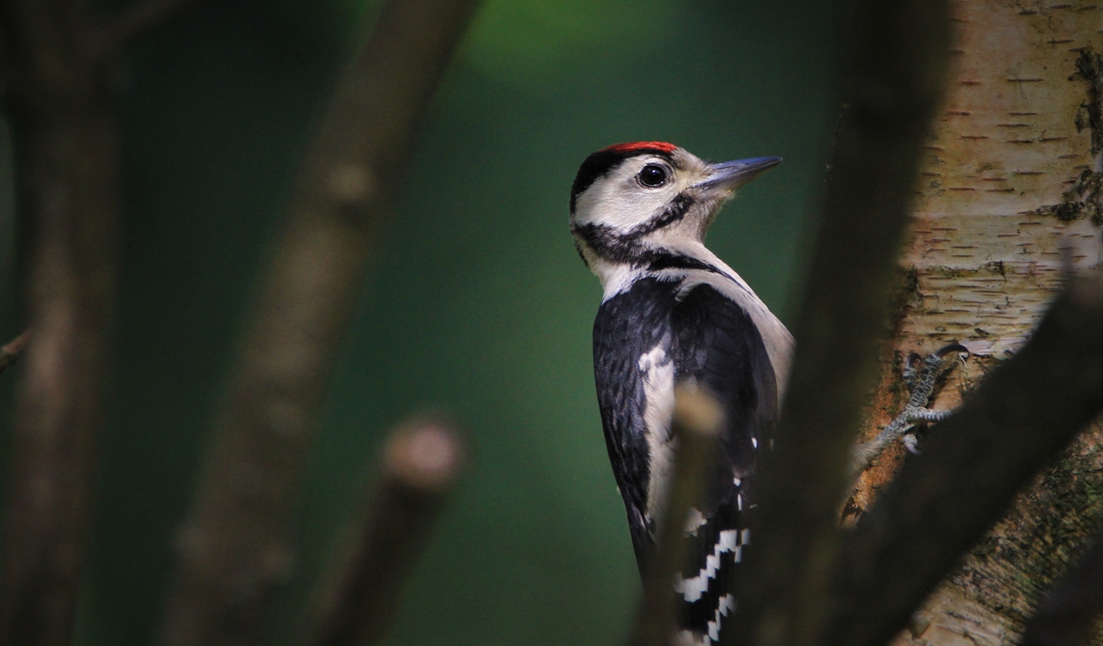 woodpecker on tree