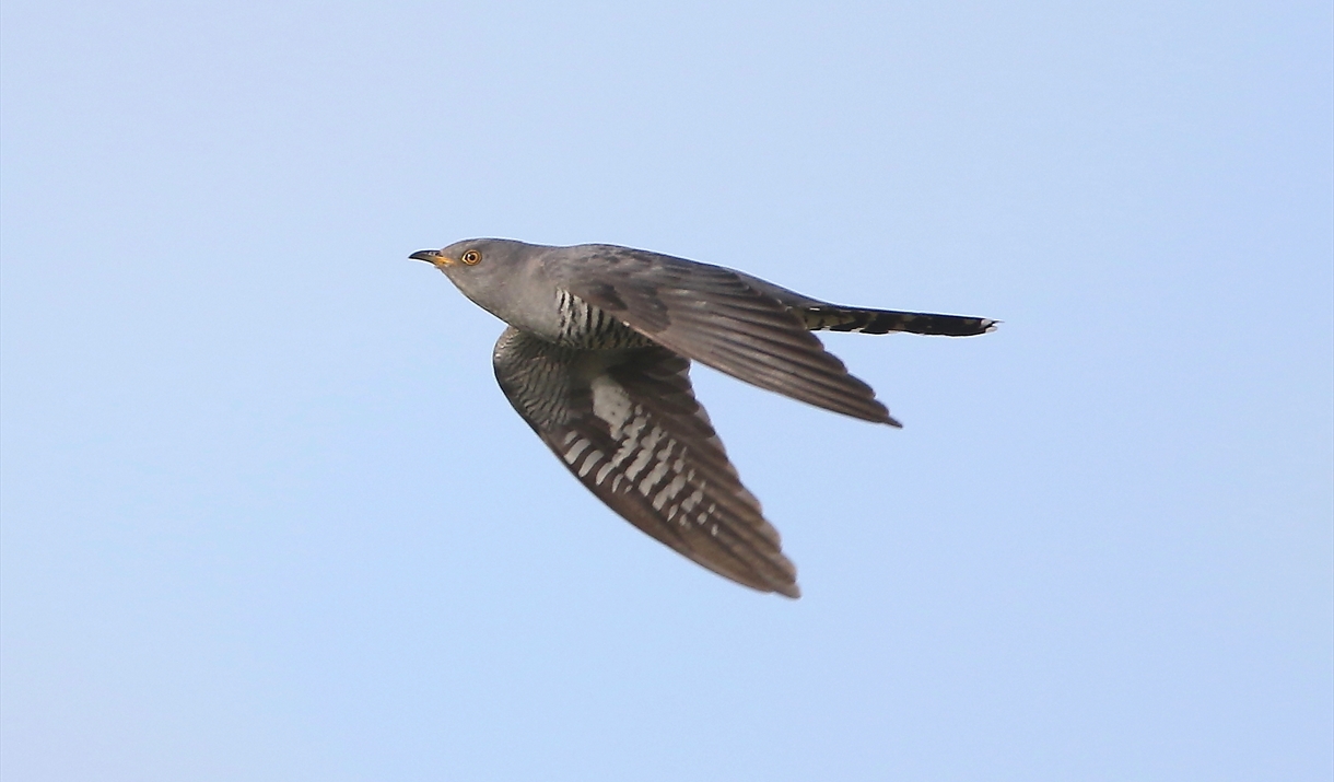 Cuckoo flying across blue sky