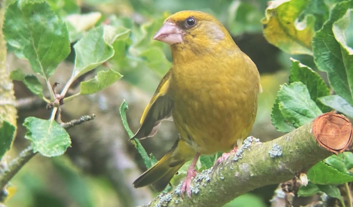 Greenfinch - one of the birds you may see at Bath City Farm Dawn Chorus Walk
