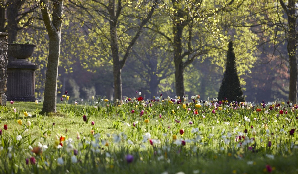 Tulips in the Walled Garden