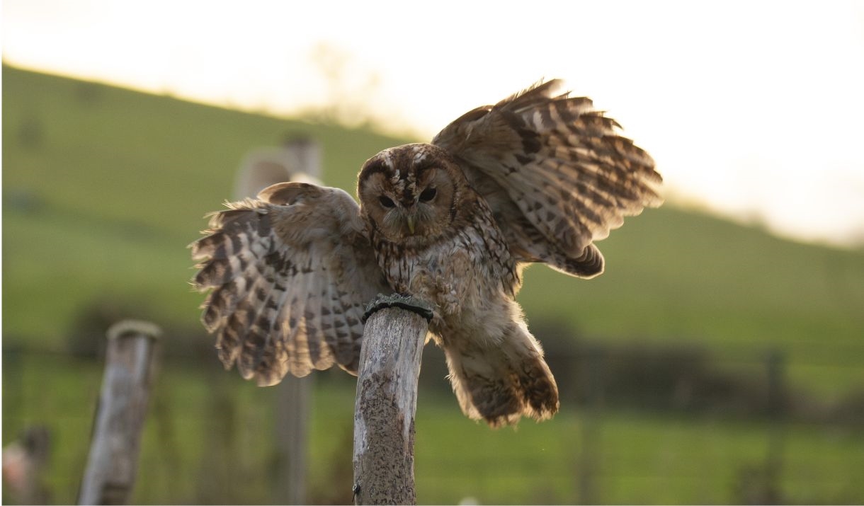 A Tawny Owl comes in to land on a perch