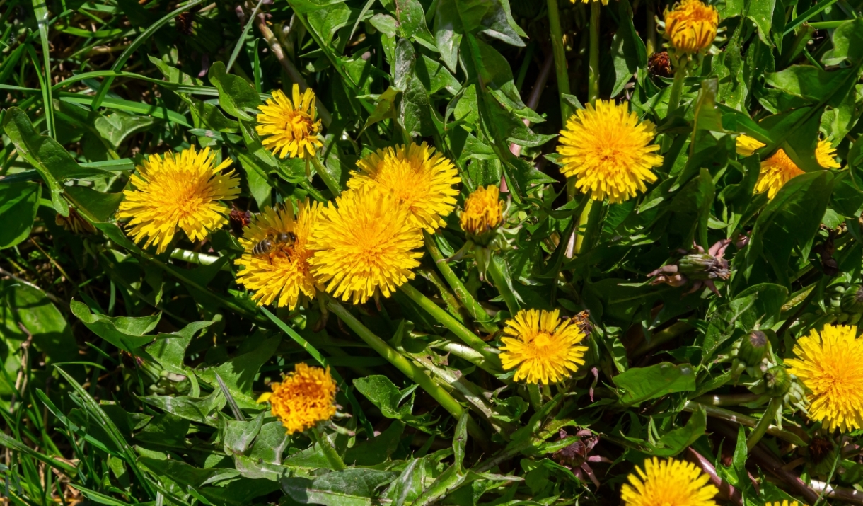 Dandelion's in a field