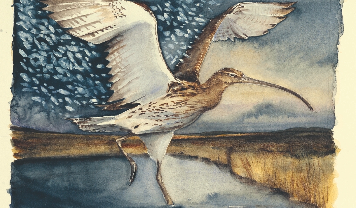 Curlew 3, The Lost Spells c. Jackie Morris