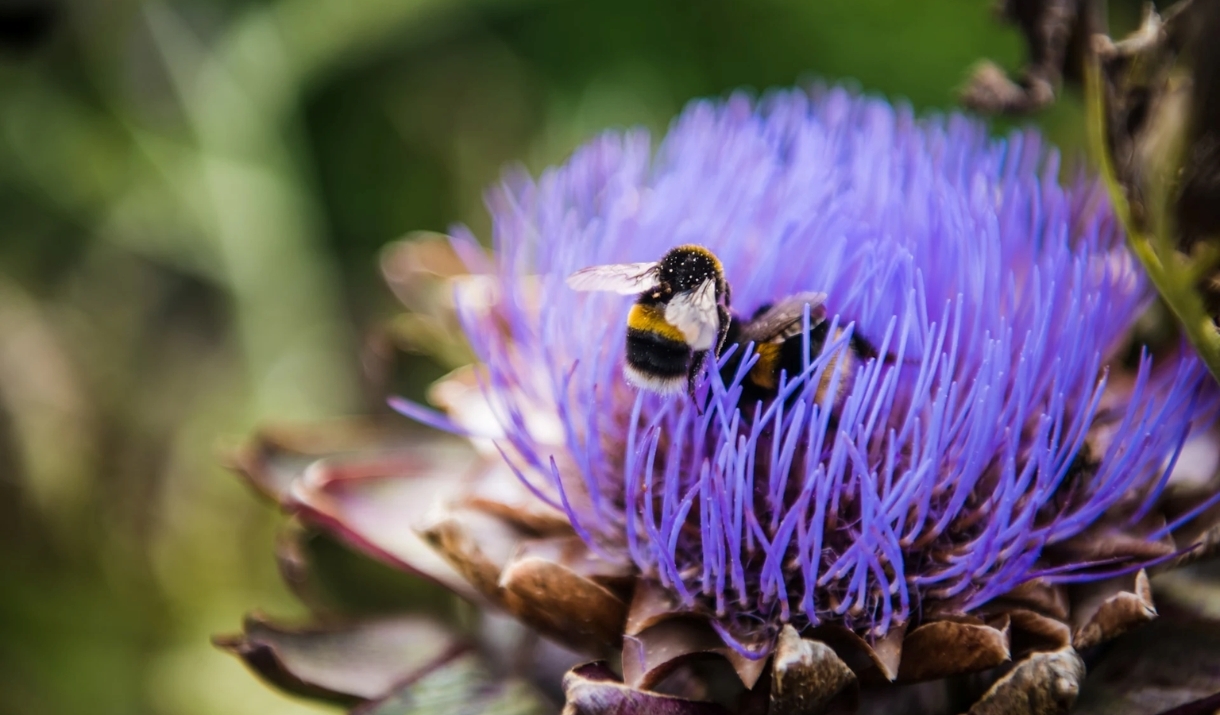 Yeo valley Organic Bee Safari 2025