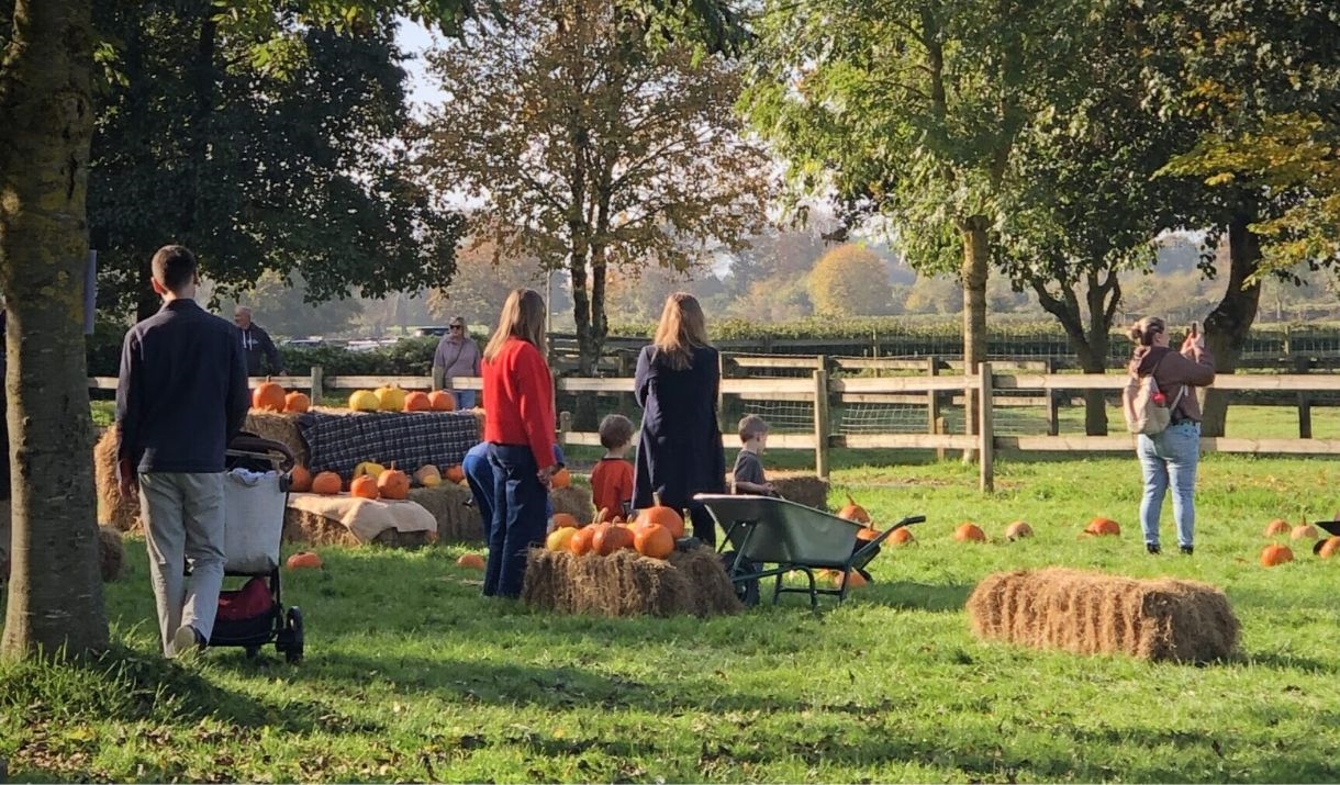 Pumpkins in the paddock